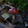 Stropharia aurantiaca2